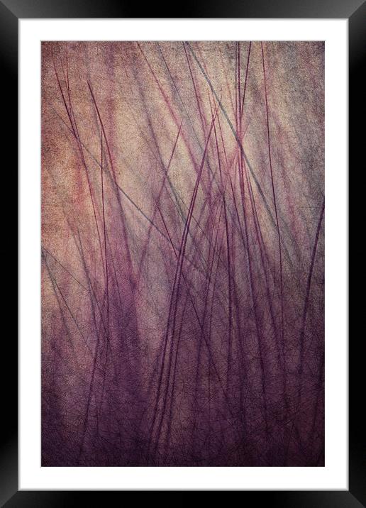 Feathered II Framed Mounted Print by Sharon Johnstone