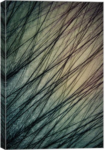 Feathered III Canvas Print by Sharon Johnstone