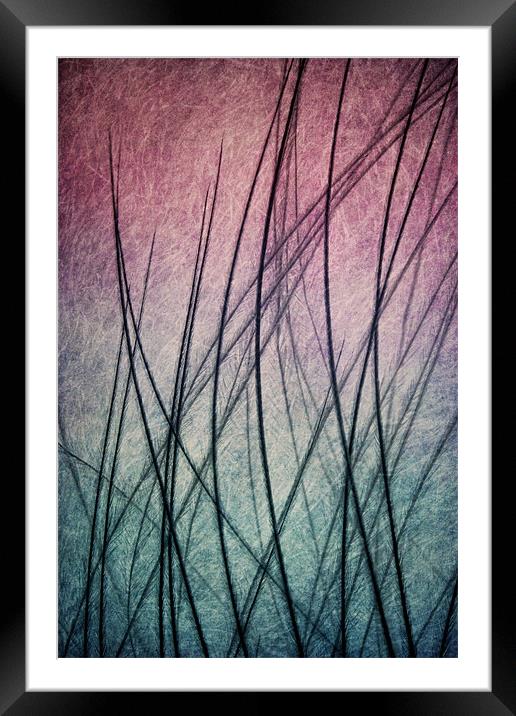 Feathered IV Framed Mounted Print by Sharon Johnstone