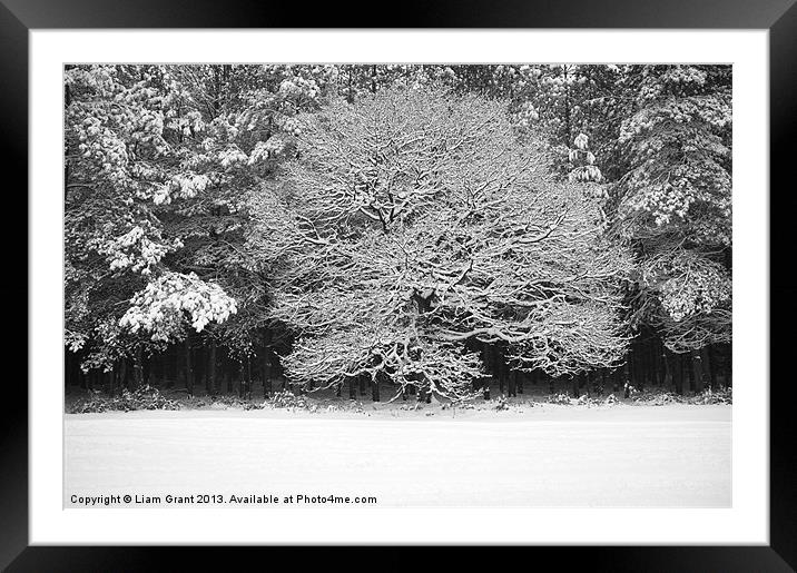 Snow covered Oak tree. Thetford Forest, Norfolk, U Framed Mounted Print by Liam Grant