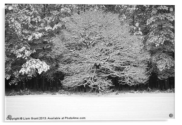 Snow covered Oak tree. Thetford Forest, Norfolk, U Acrylic by Liam Grant