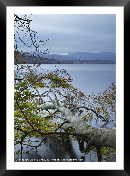 Fallen Beech tree on Lake Windermere with Langdale Framed Mounted Print by Liam Grant