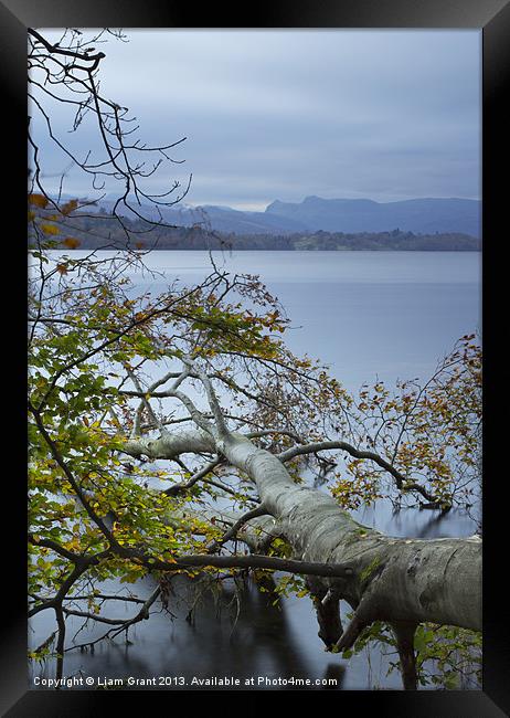 Fallen Beech tree on Lake Windermere with Langdale Framed Print by Liam Grant