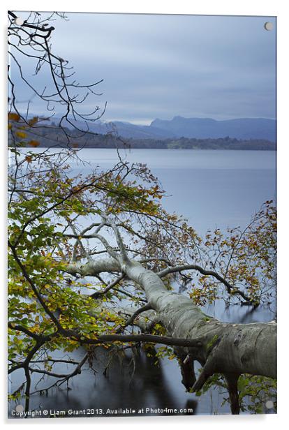 Fallen Beech tree on Lake Windermere with Langdale Acrylic by Liam Grant