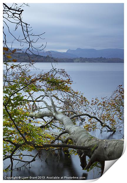 Fallen Beech tree on Lake Windermere with Langdale Print by Liam Grant