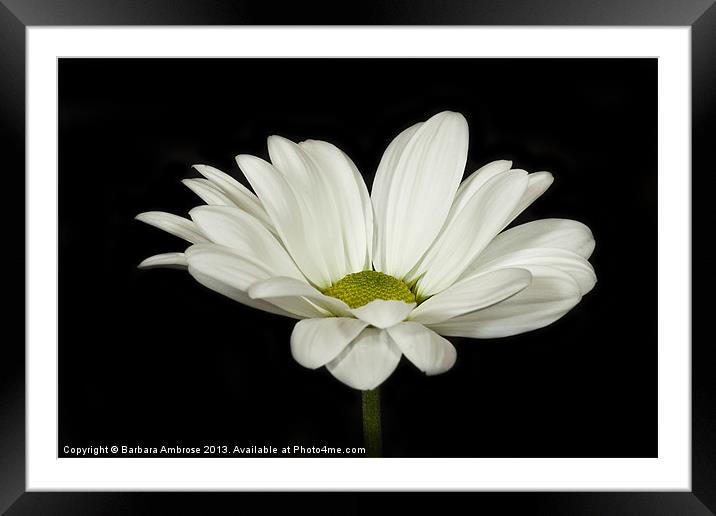 white daisy Framed Mounted Print by Barbara Ambrose