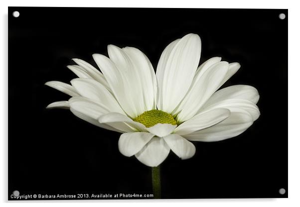 white daisy Acrylic by Barbara Ambrose