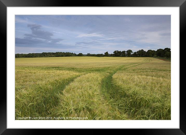 Field of Barley at sunset. North Pickenham, Norfol Framed Mounted Print by Liam Grant