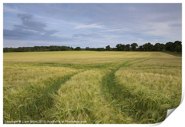 Field of Barley at sunset. North Pickenham, Norfol Print by Liam Grant