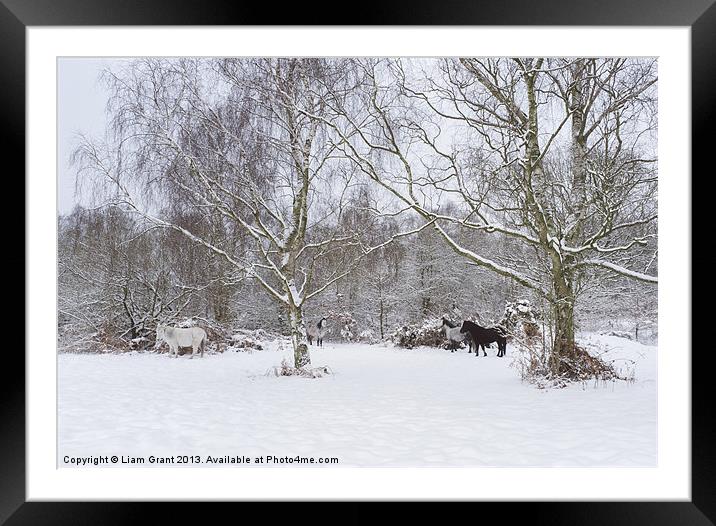 Wild ponies in snow. Litcham Common, Norfolk, UK. Framed Mounted Print by Liam Grant
