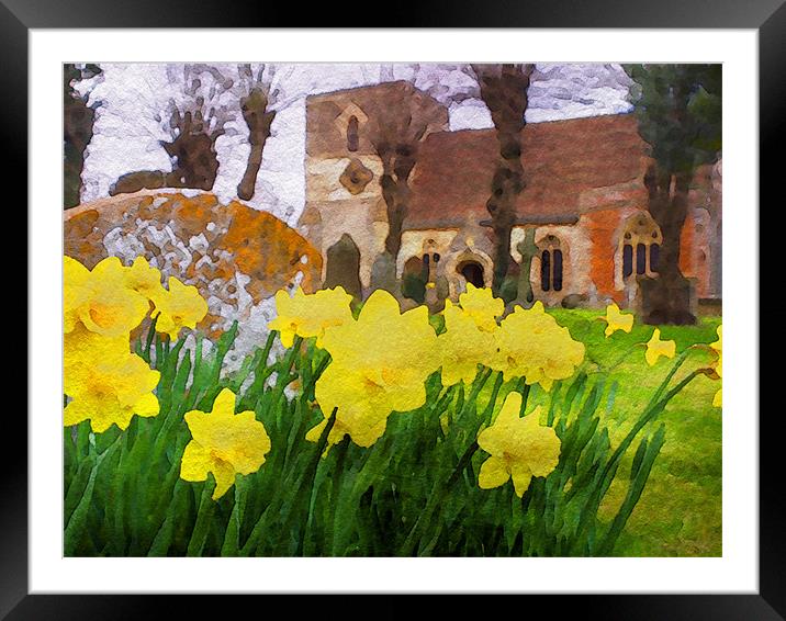 Spring Daffodils Framed Mounted Print by Mark Llewellyn