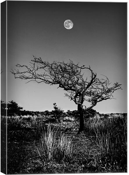 FULL MOON OVER EXMOOR Canvas Print by Anthony R Dudley (LRPS)