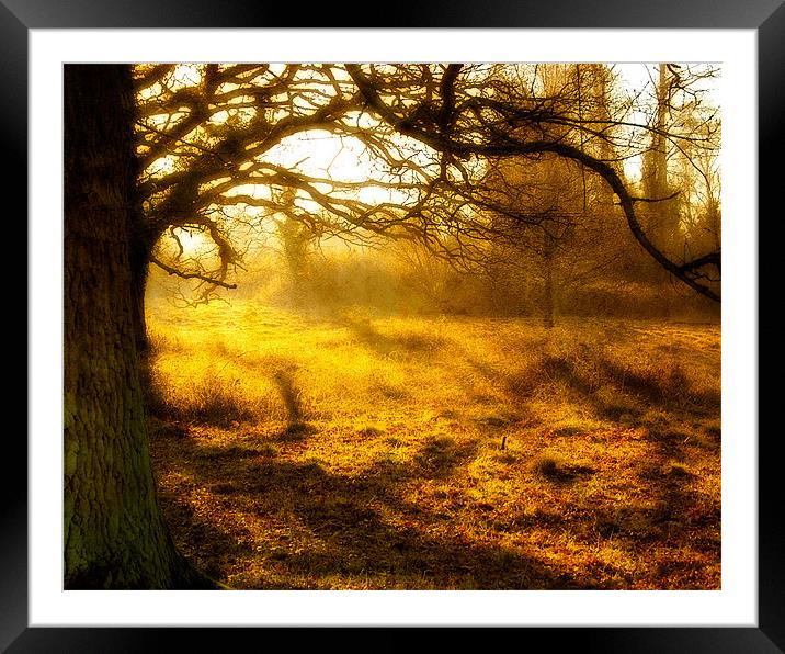 Golden Sunset Framed Mounted Print by Mark Llewellyn