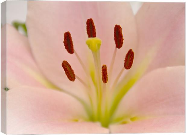 Pink Lily Floral art Canvas Print by David French