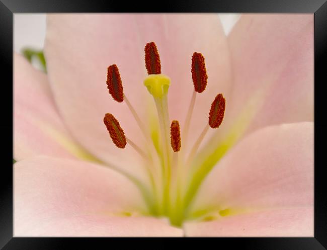 Pink Lily Floral art Framed Print by David French