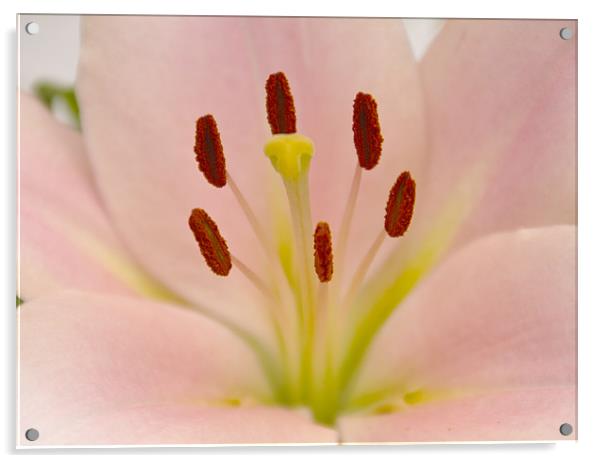Pink Lily Floral art Acrylic by David French