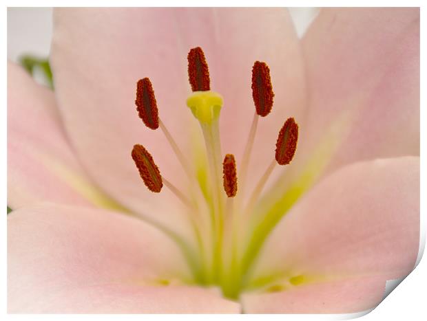 Pink Lily Floral art Print by David French
