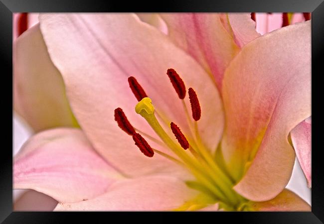 Pink Lily Floral art Framed Print by David French