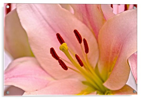 Pink Lily Floral art Acrylic by David French