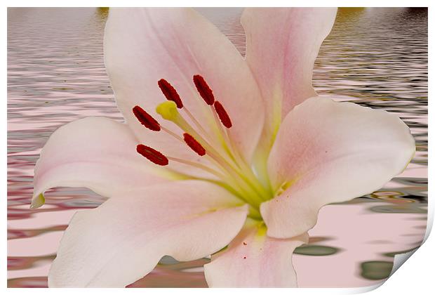 Pink Lily Floral art Print by David French