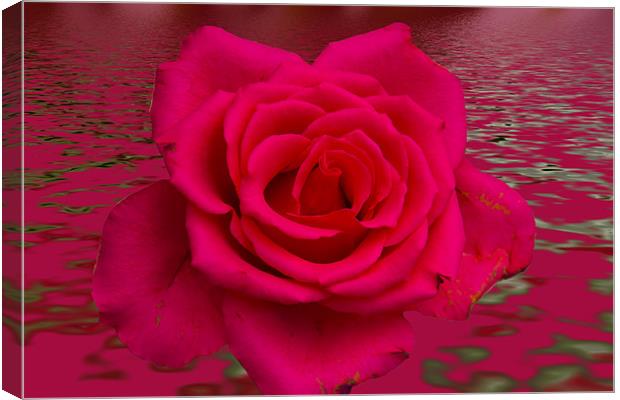 Red Rose floral art Canvas Print by David French