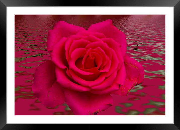 Red Rose floral art Framed Mounted Print by David French
