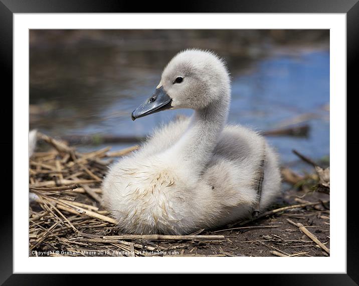 Cygnet Framed Mounted Print by Graham Moore