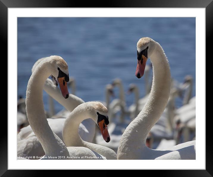 Three swans Framed Mounted Print by Graham Moore