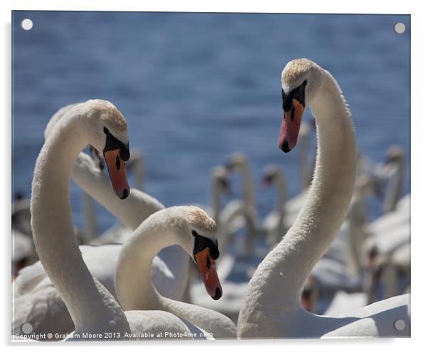 Three swans Acrylic by Graham Moore