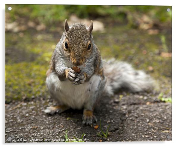 Grey squirrel Acrylic by Graham Moore