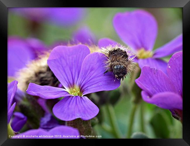 Garden Friend Caterpillar Framed Print by michelle whitebrook