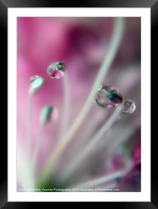 PURPLE DROPS Framed Mounted Print by Rob Toombs