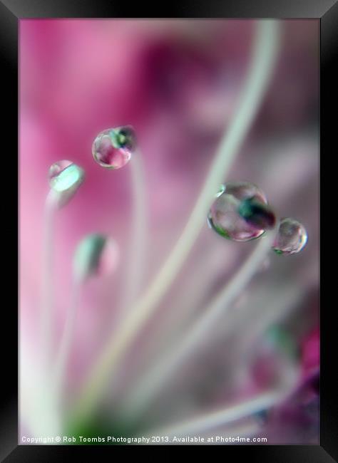 PURPLE DROPS Framed Print by Rob Toombs