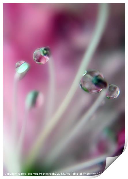 PURPLE DROPS Print by Rob Toombs