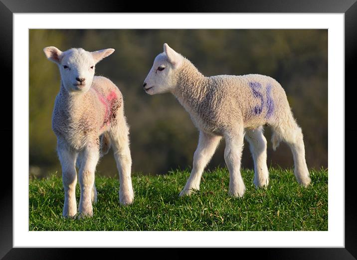 Springtime Lambs Framed Mounted Print by Rob Parsons