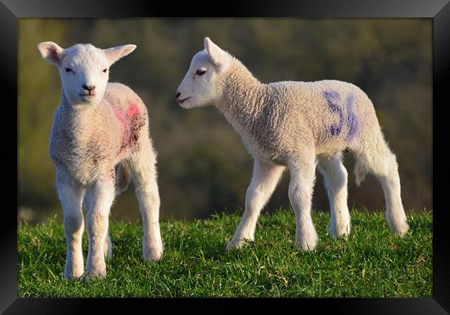 Springtime Lambs Framed Print by Rob Parsons