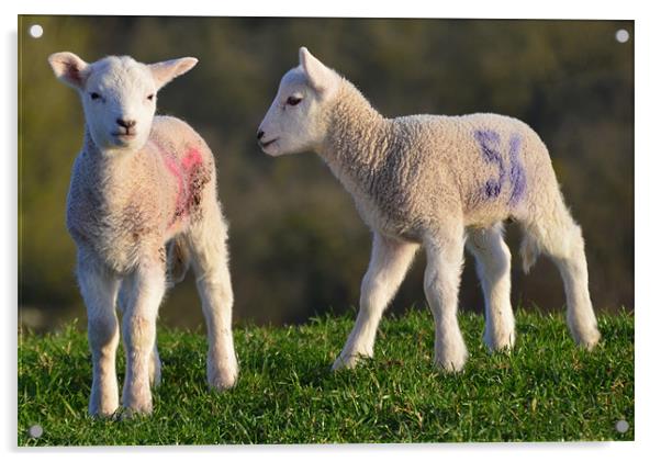 Springtime Lambs Acrylic by Rob Parsons