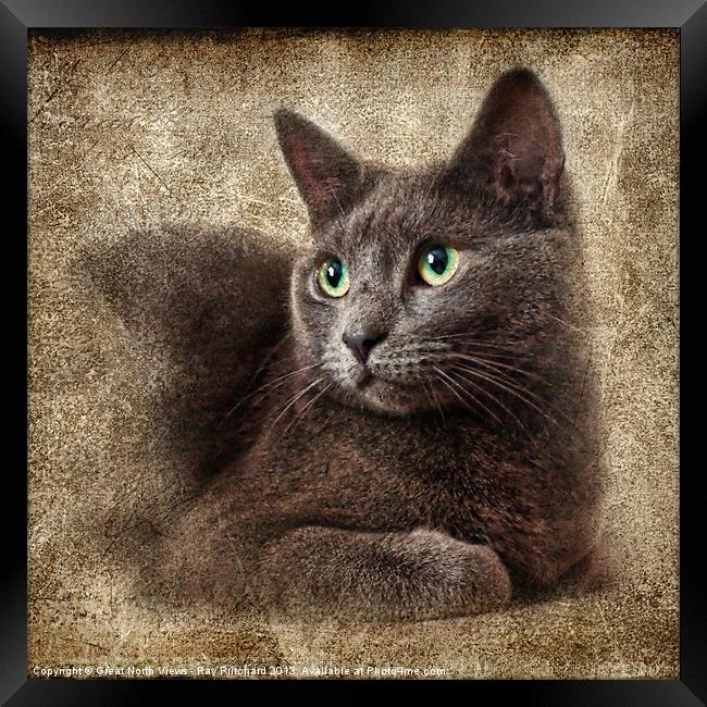 Mitzy The Cat Framed Print by Ray Pritchard