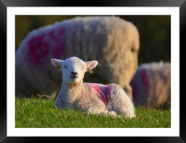 Enjoying the Spring Sun Framed Mounted Print by Rob Parsons