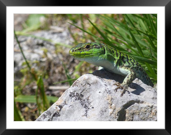 Small Green Lizard Framed Mounted Print by Kitty 