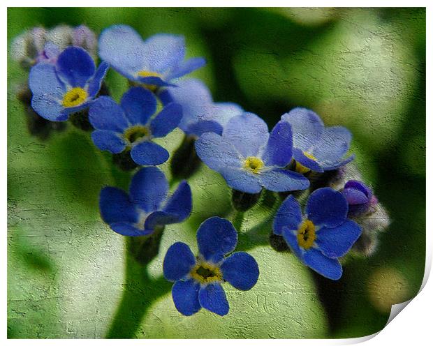 Forget-Me-Not Print by Rosanna Zavanaiu