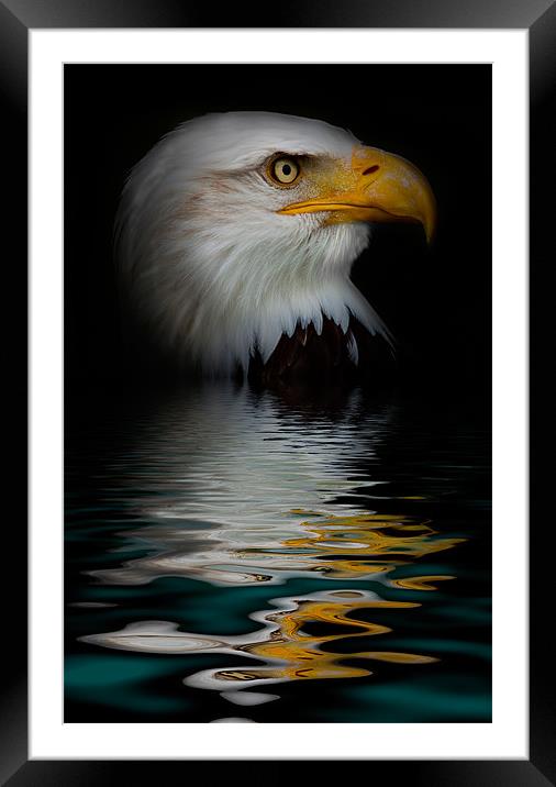 bald eagle iPhone Case Framed Mounted Print by pixelviii Photography