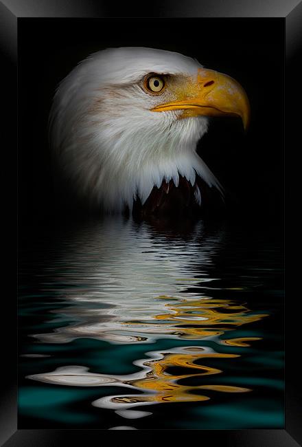 bald eagle iPhone Case Framed Print by pixelviii Photography