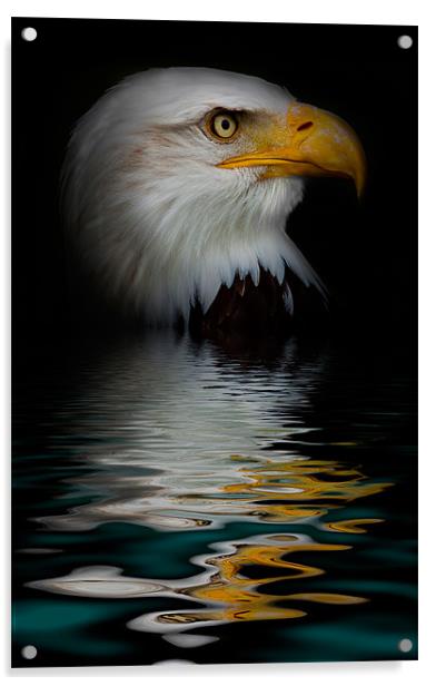 bald eagle iPhone Case Acrylic by pixelviii Photography