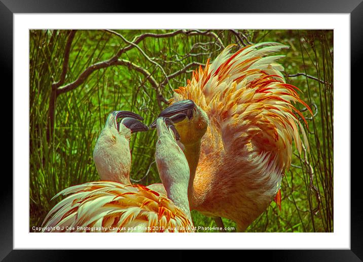 Fighting Flamingos Framed Mounted Print by Julie Coe
