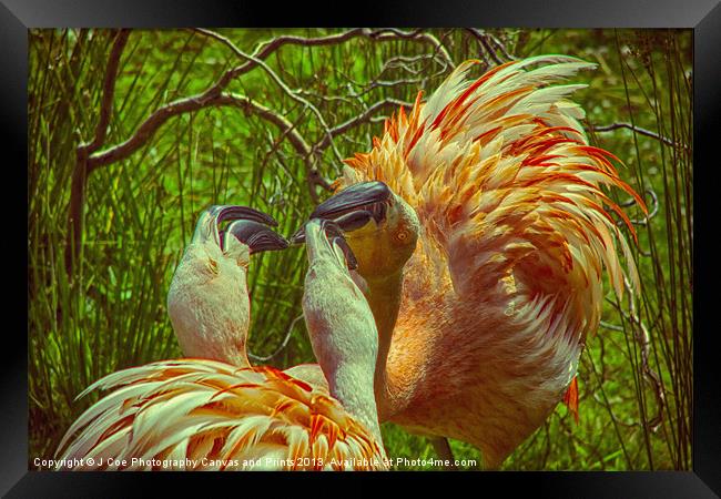 Fighting Flamingos Framed Print by Julie Coe