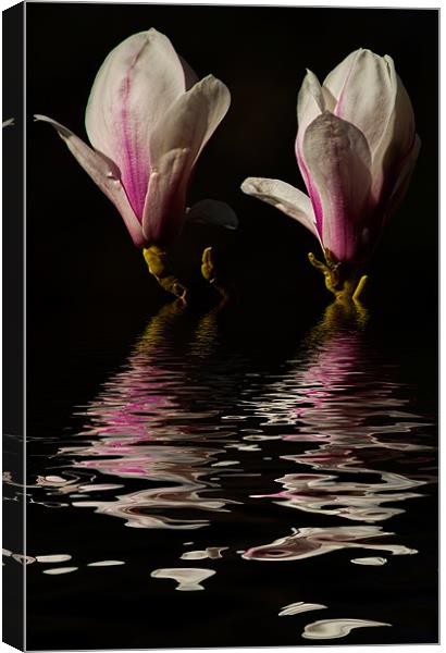 Magnolia iPhone Case Canvas Print by pixelviii Photography