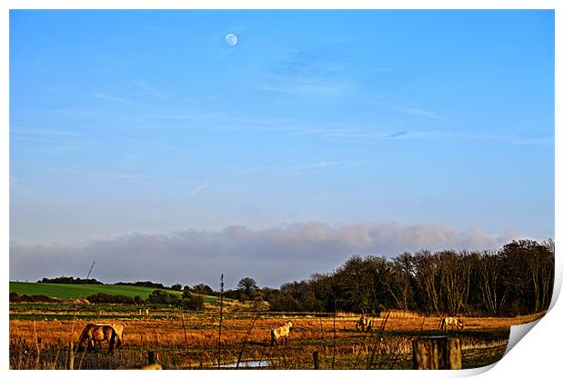 Horses at Sandwich Print by Chris Wooldridge