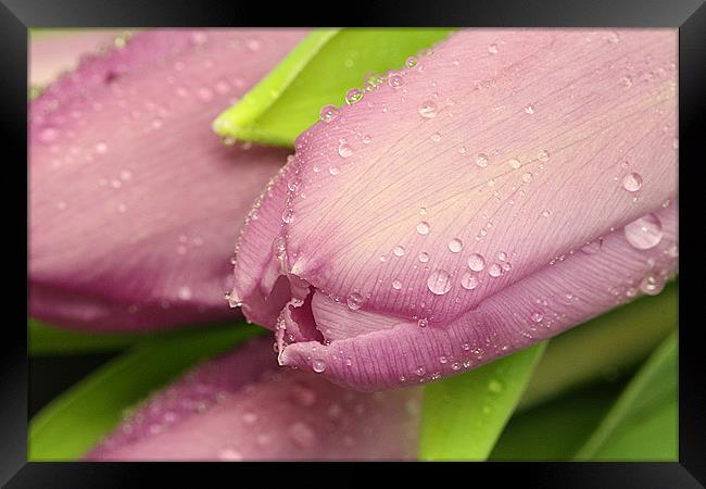 Pink Tulips Framed Print by Sandi-Cockayne ADPS