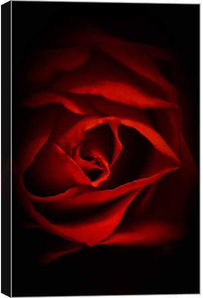 Red Rose IPhone Case Canvas Print by pixelviii Photography